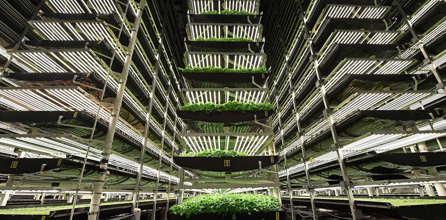 indoor-farm